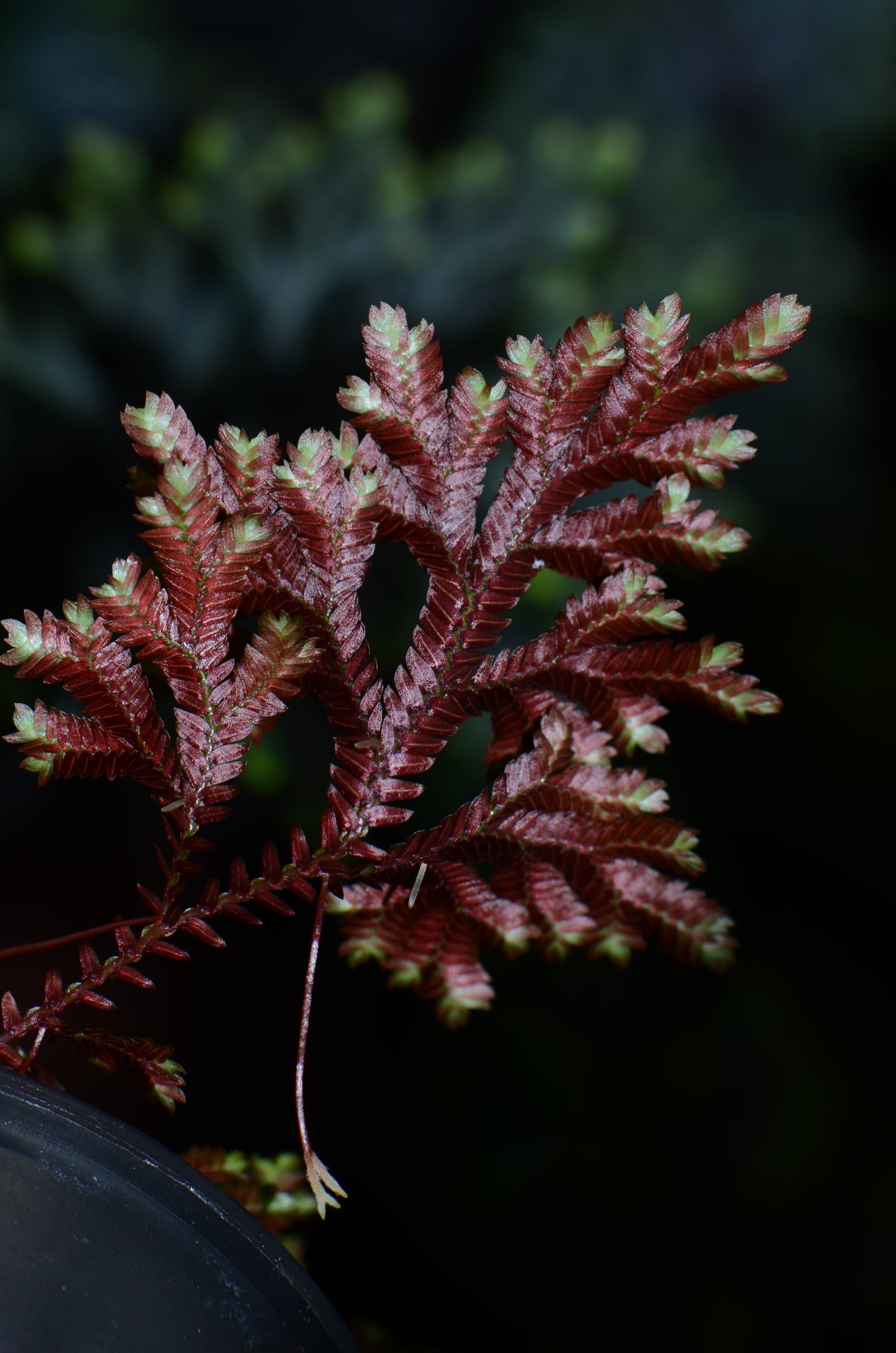 Selaginella erythropus