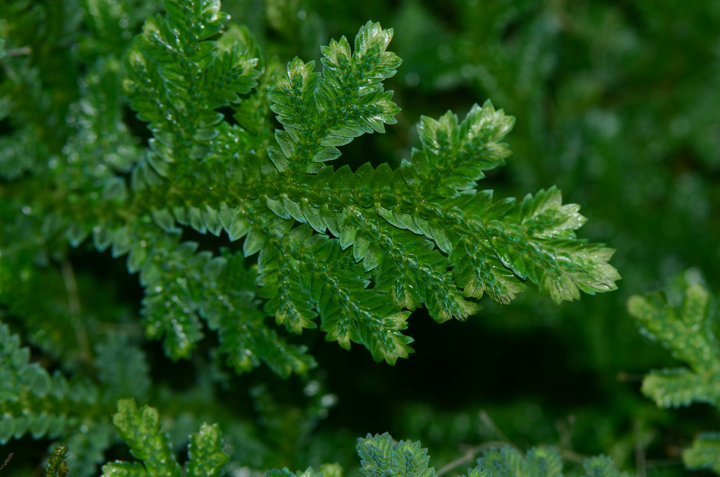 Selaginella sp. "Tocache Blue"