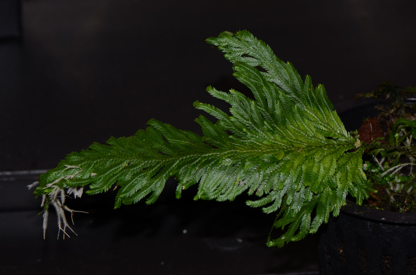 Selaginella sp. Costa Rica #2