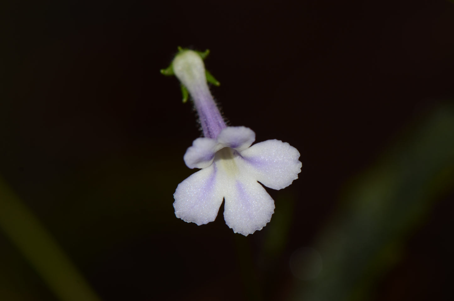 Sinningia muscicola "Rio Das Pedras"