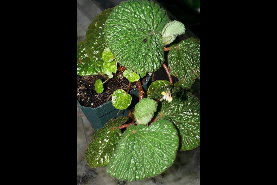 Begonia crispula