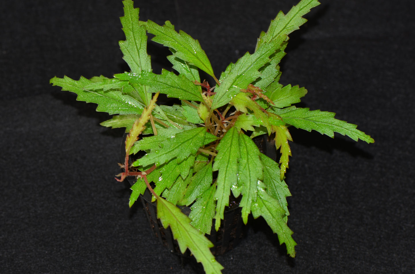 Begonia henrilaportei