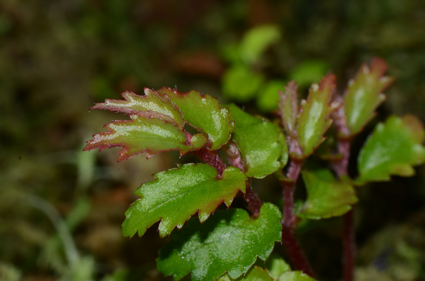 Begonia minutifolia