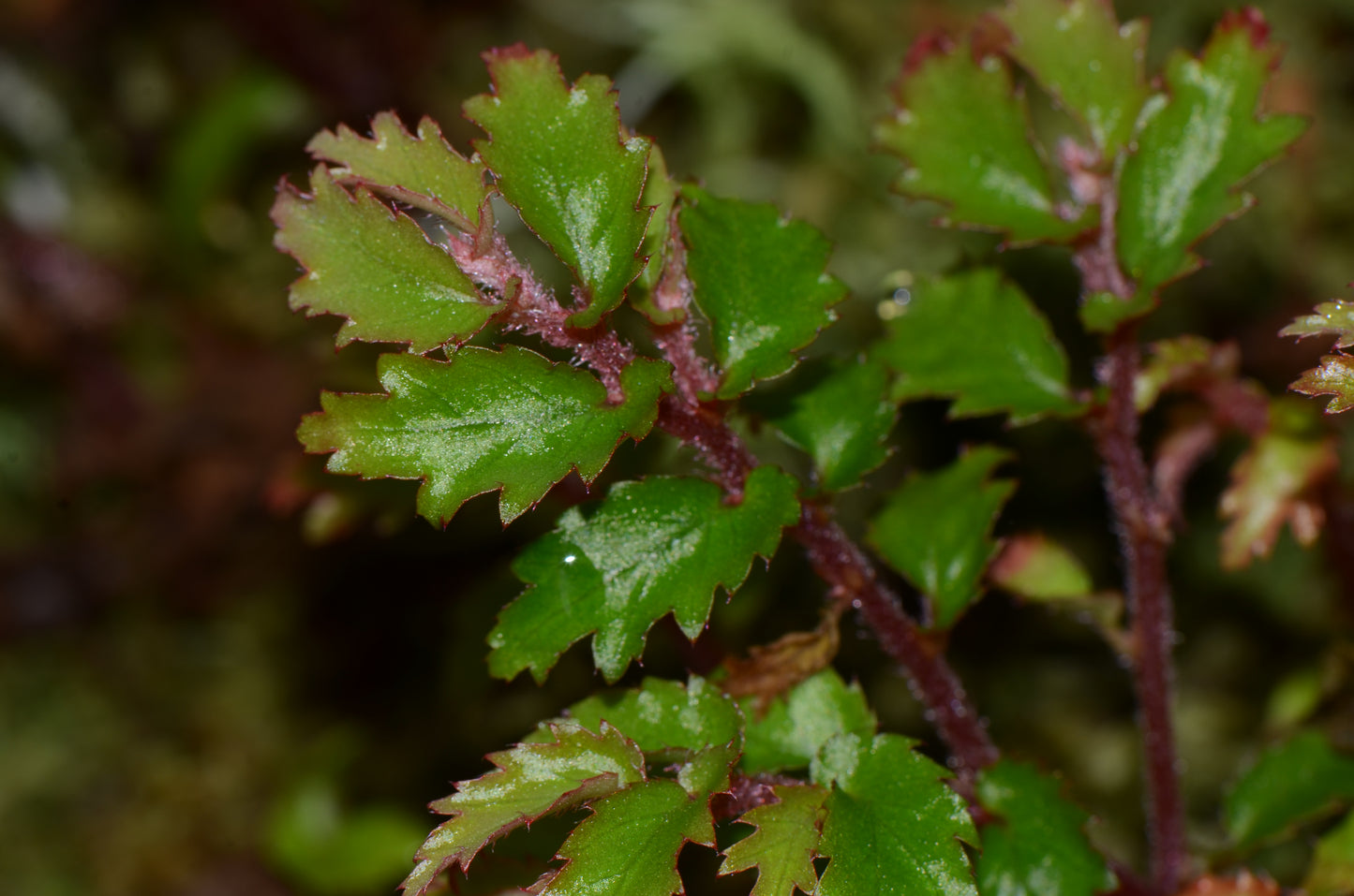 Begonia minutifolia