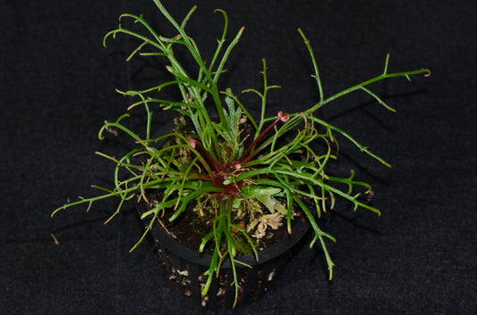 Begonia pteridoides