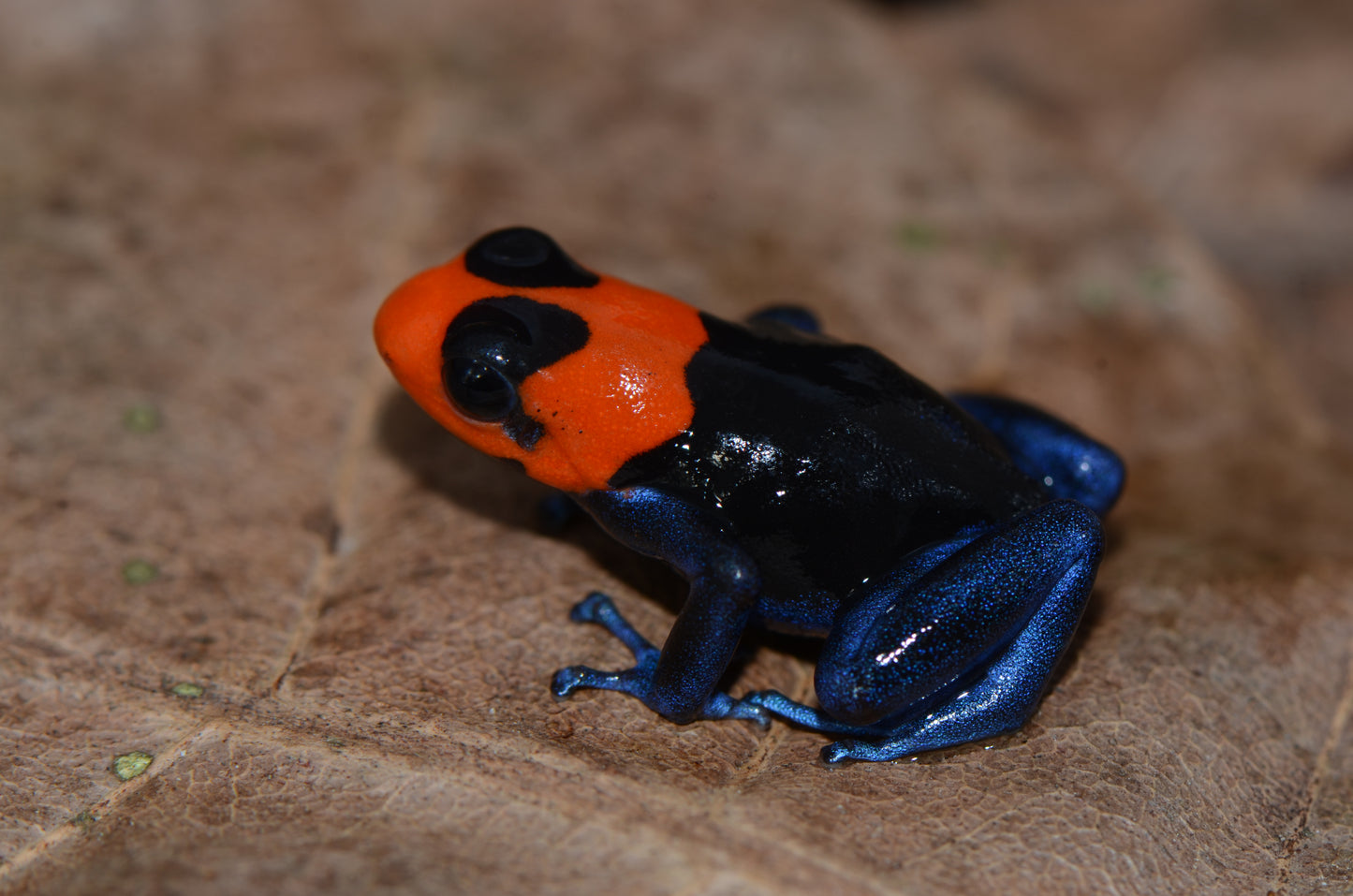 Ranitomeya benedicta - Pampa Hermosa