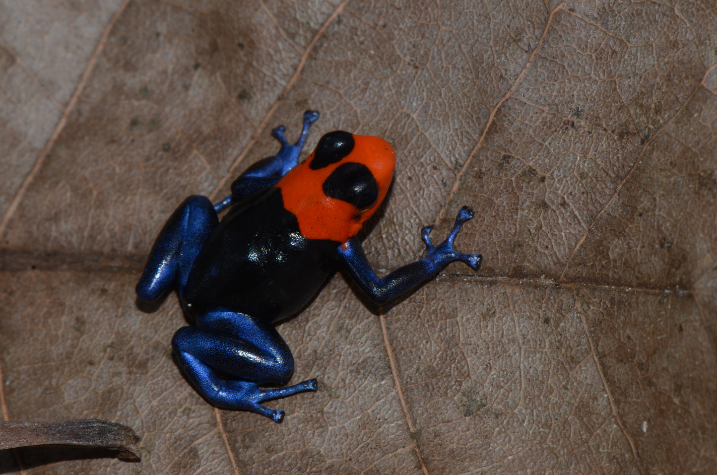 Ranitomeya benedicta - Pampa Hermosa