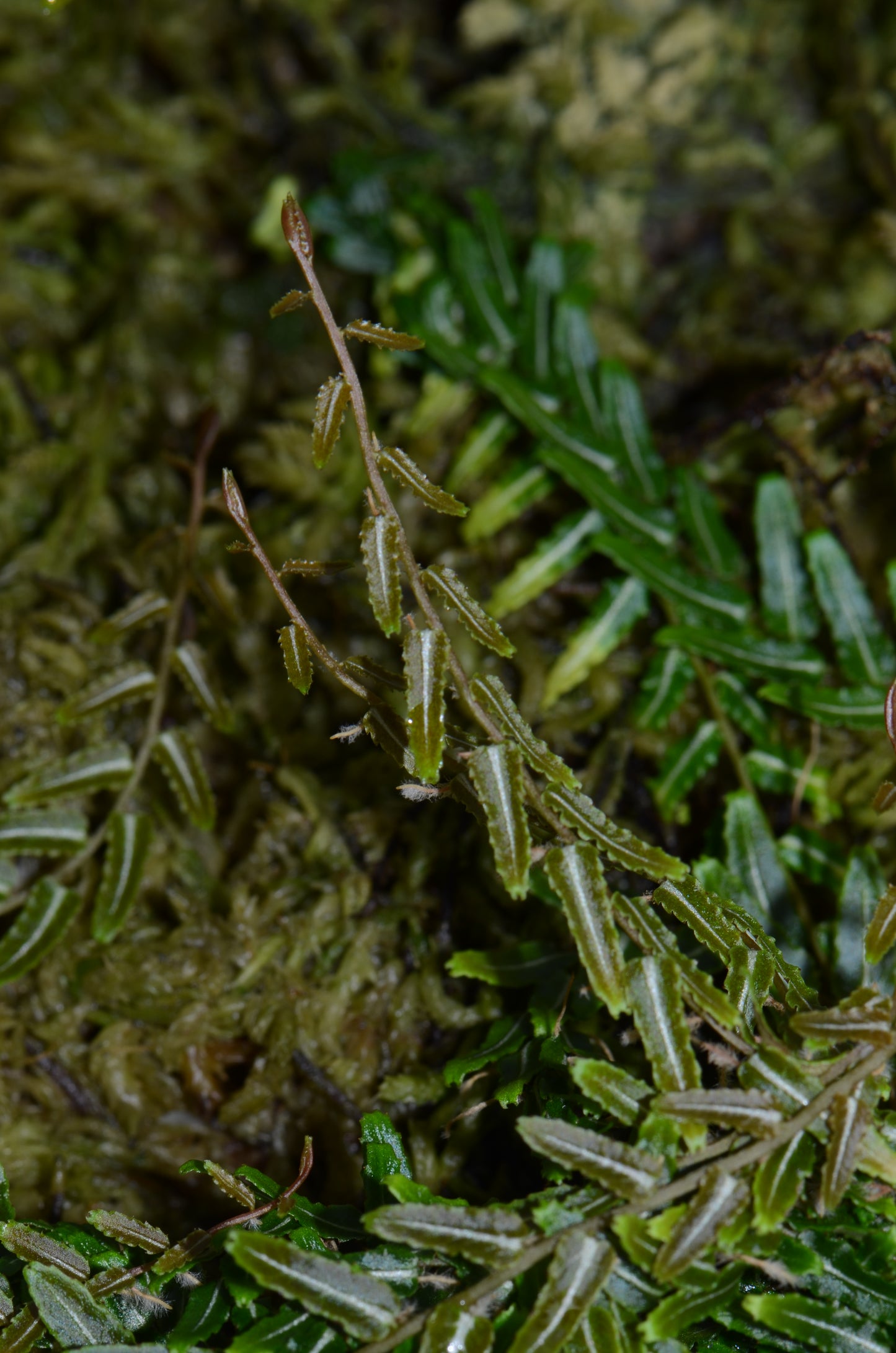 Marcgravia sp. "White Line"