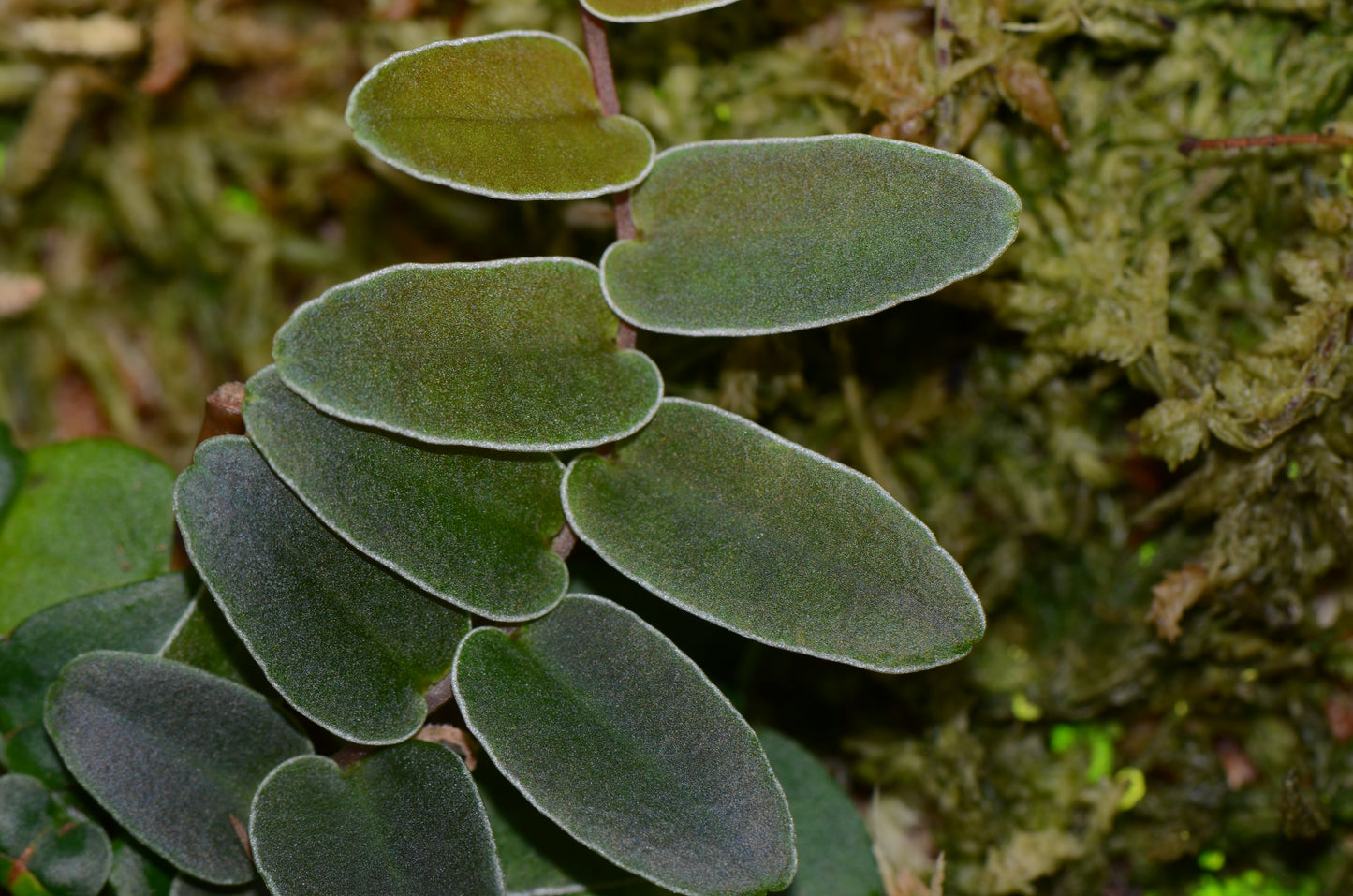 Marcgravia sp. "White Margin Colombia"