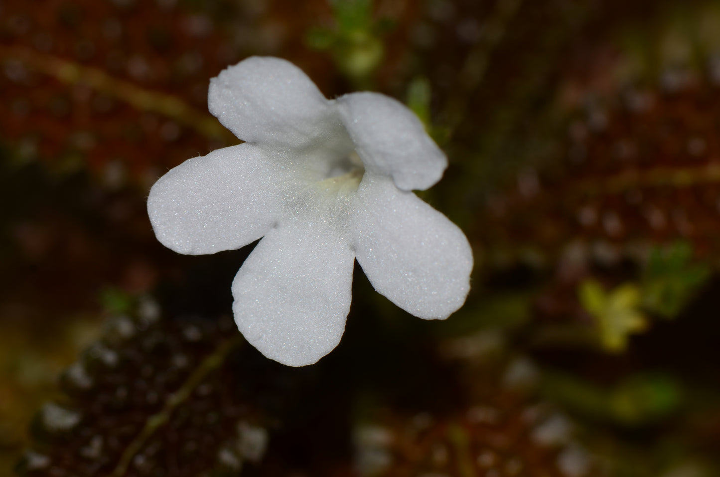 nautilocalyx pemphidius