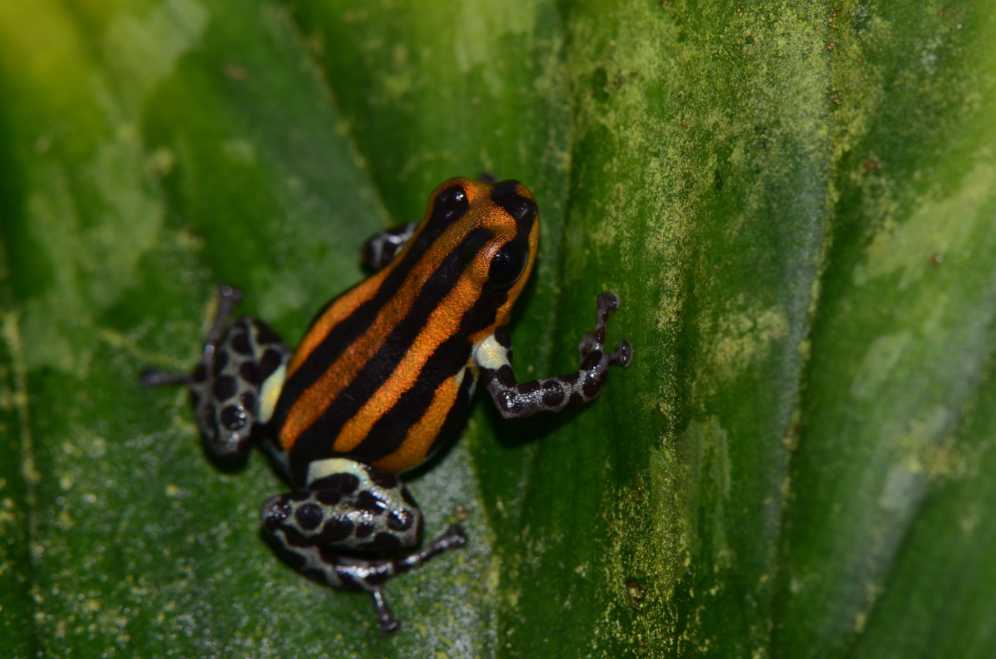 Ranitomeya sirensis "Orange"