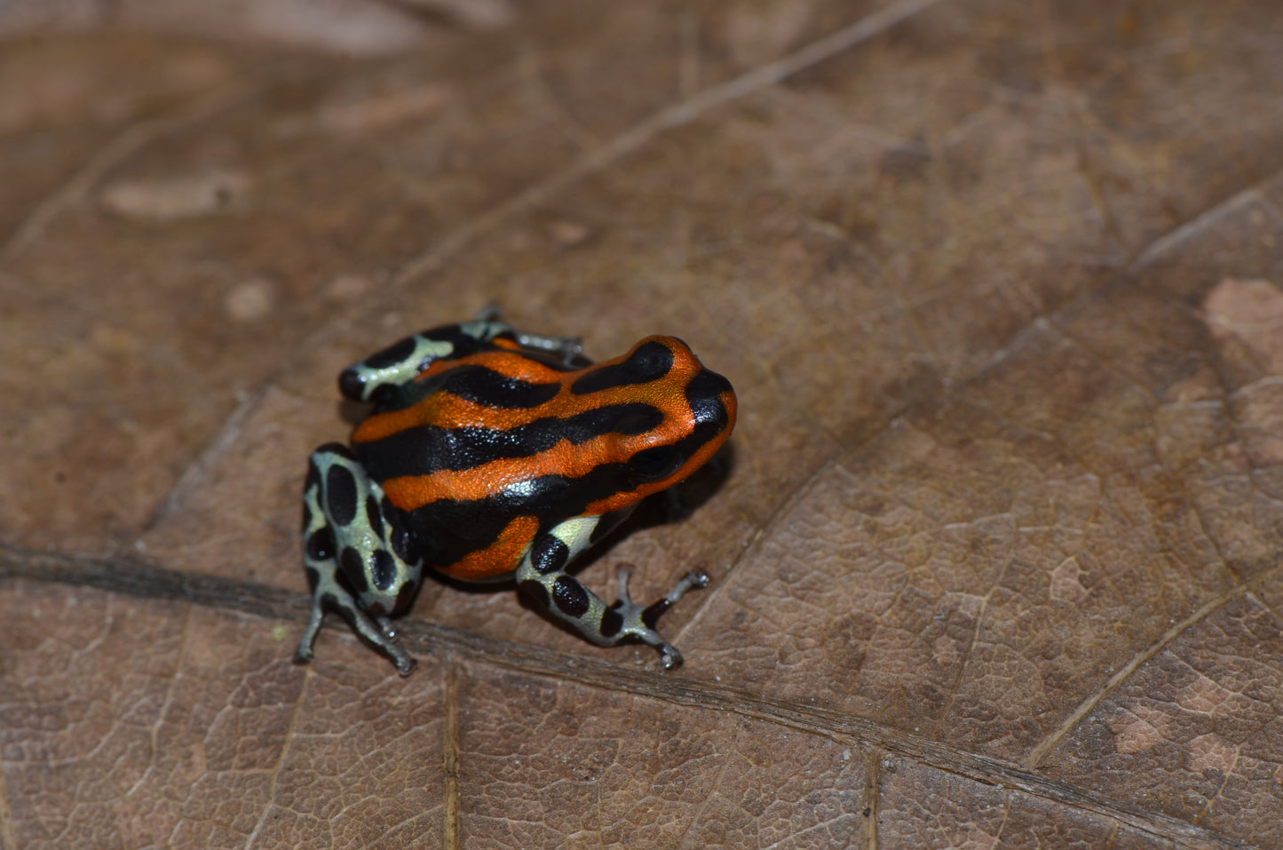 Ranitomeya sirensis "Pachitea Orange"