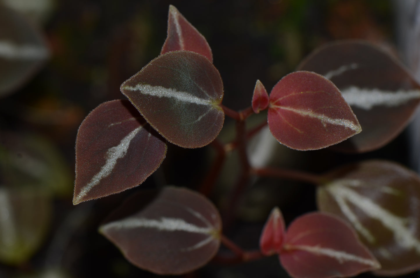 Peperomia aff.  bicolor "Peru Type 1"