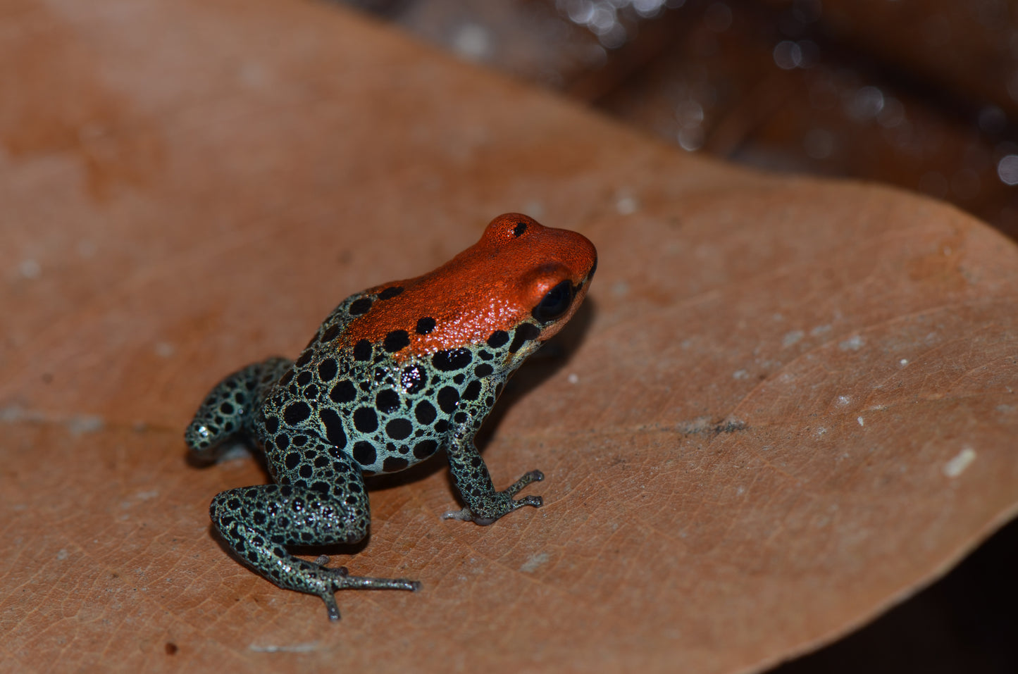 Ranitomeya reticulata "Red Faced"