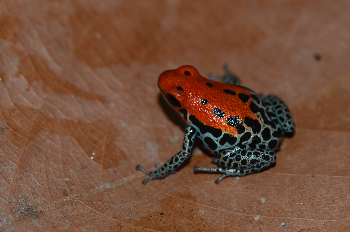 Ranitomeya reticulata "Red Faced"