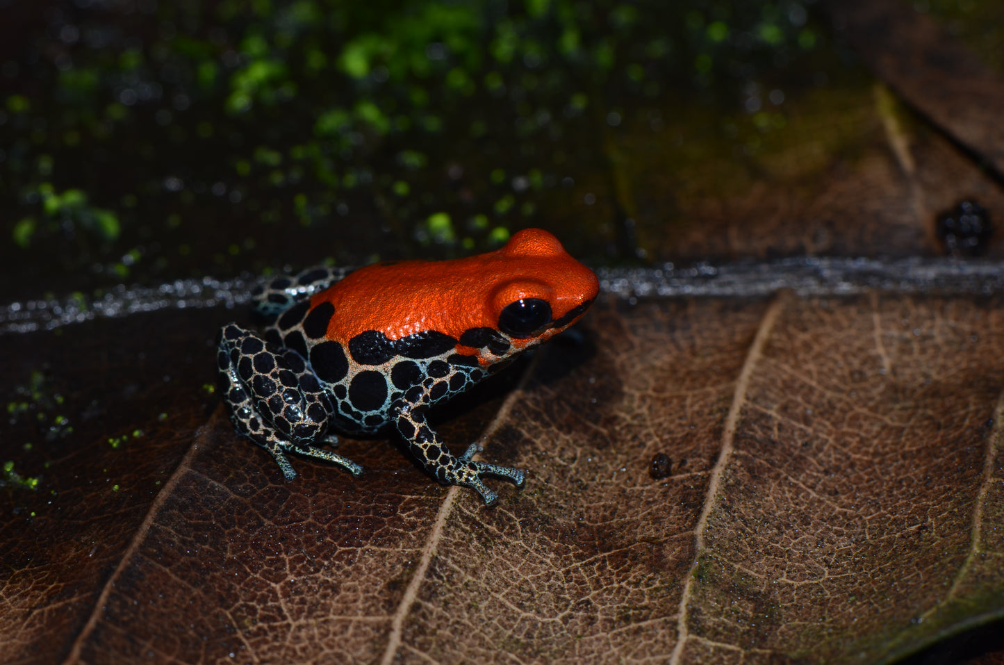 Ranitomeya reticulata "Nominal"