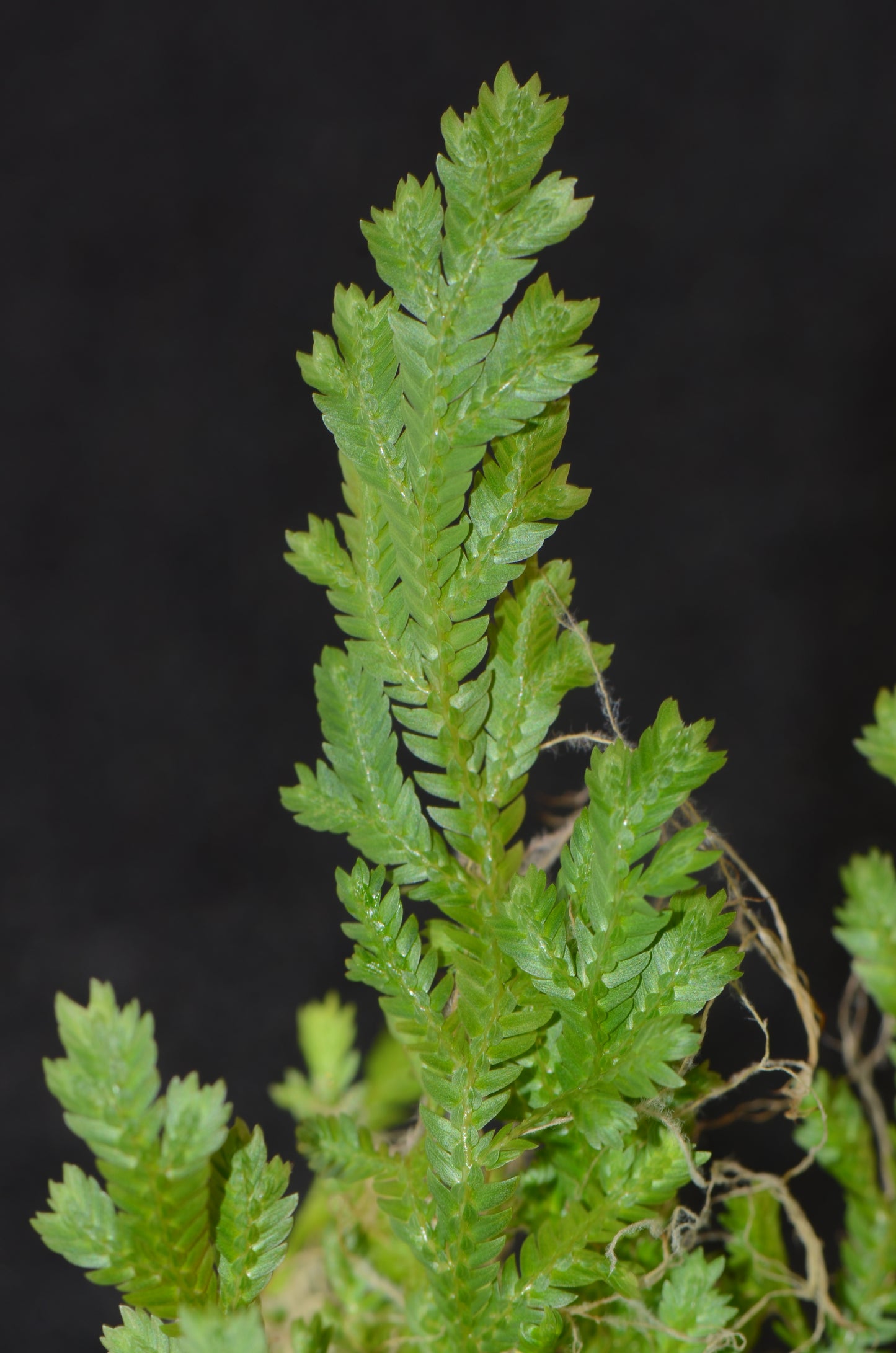 Selaginella sp. Costa Rica #1