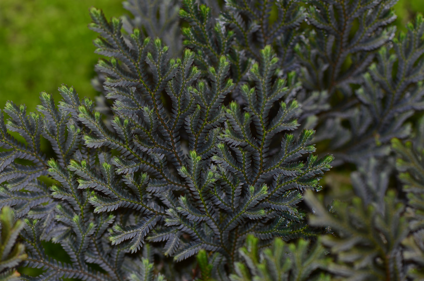 Selaginella erythropus