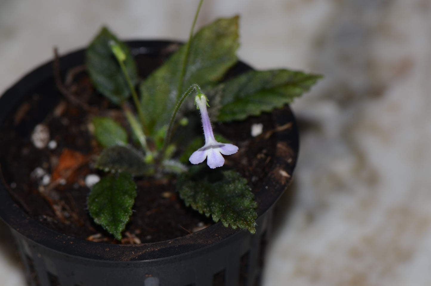 Sinningia muscicola "Rio Das Pedras"