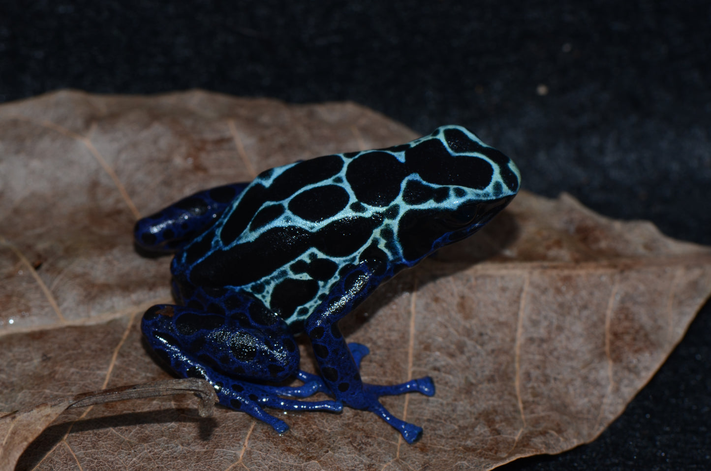Dendrobates tinctorius - New River - This is a large form from Surinam.