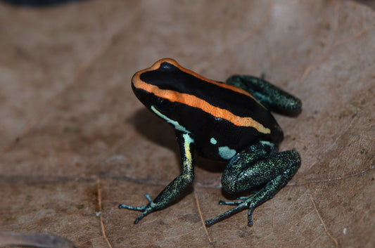 Phyllobates vittatus