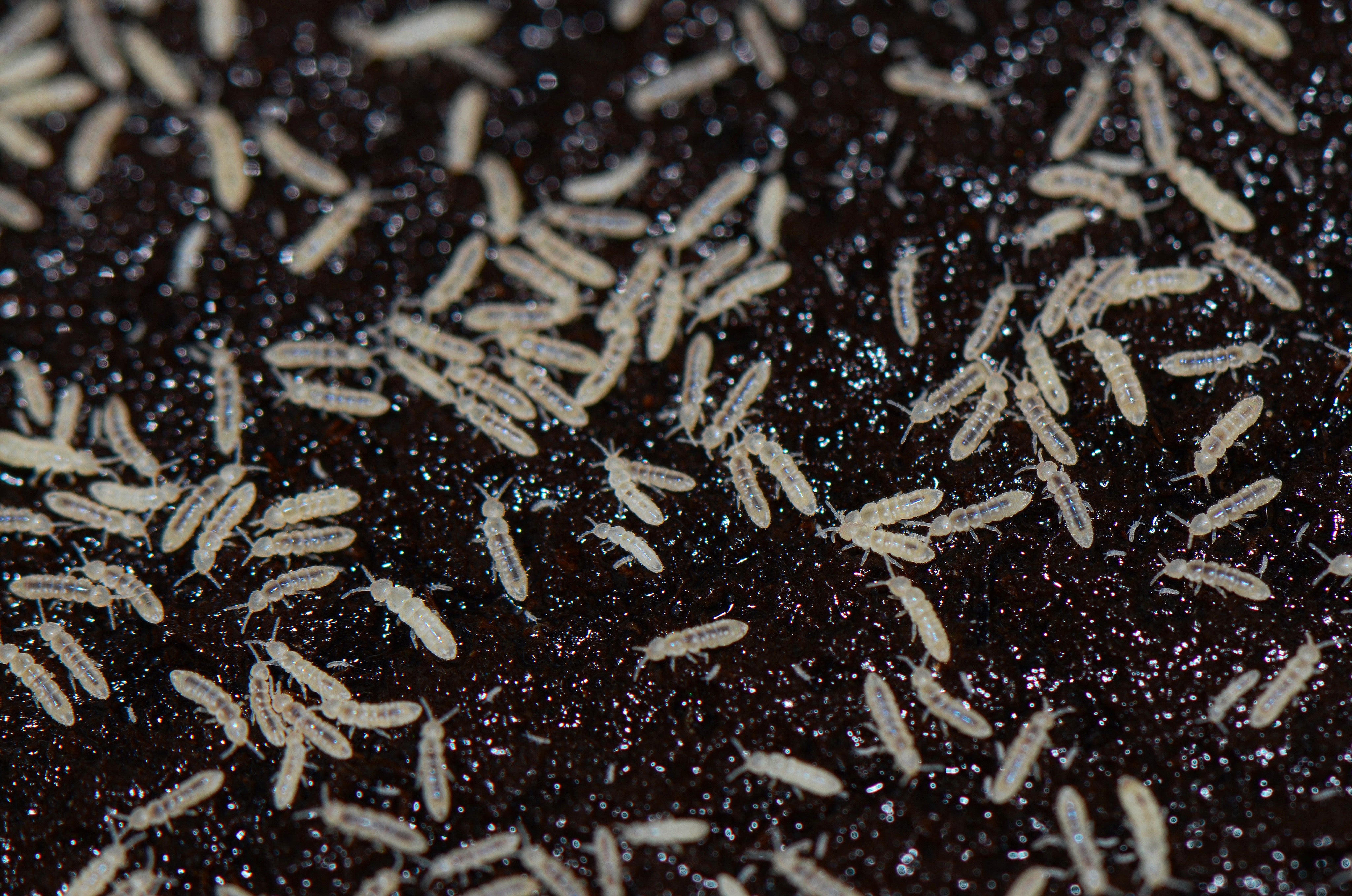 White Springtail Culture – Understory Enterprises