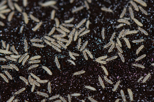 White Springtail Culture