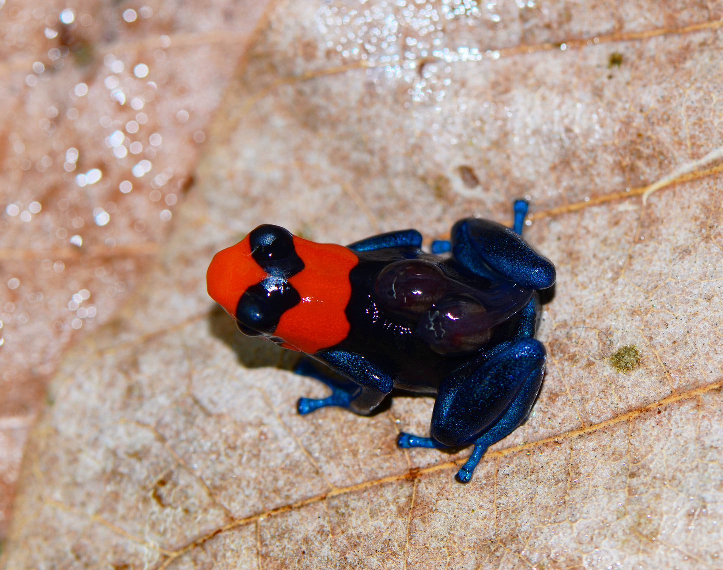 Ranitomeya benedicta "Pampa Hermosa"
