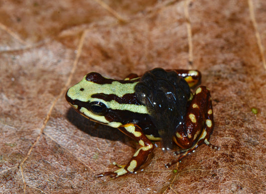 Epipedobates tricolor