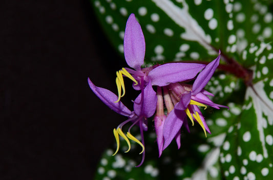 Soneralia sp. “White Spots”