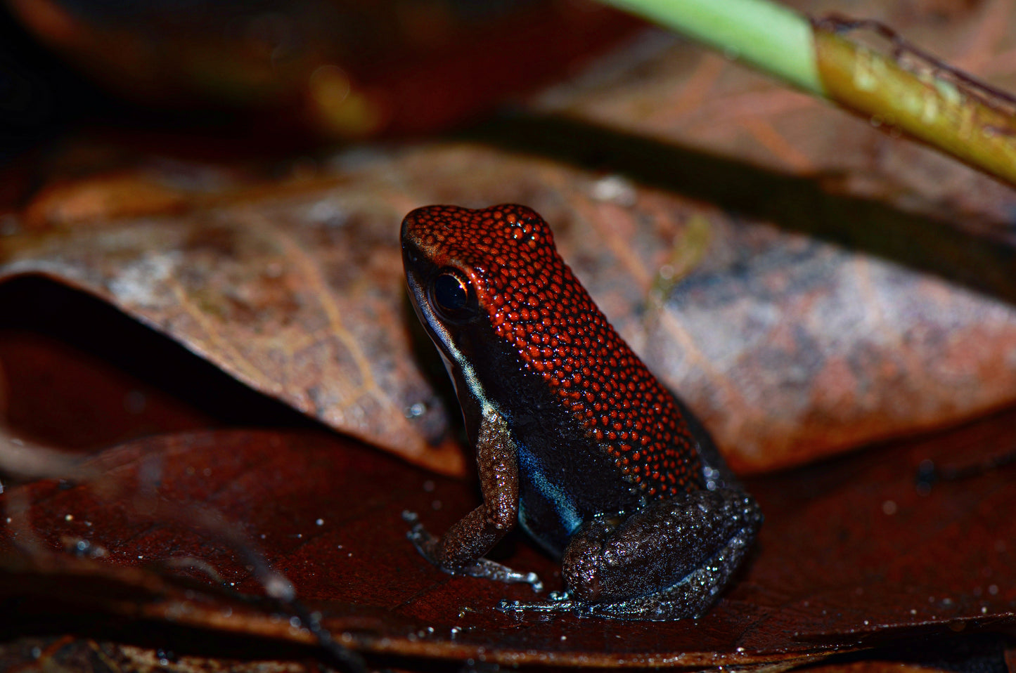 Allobates zaparo