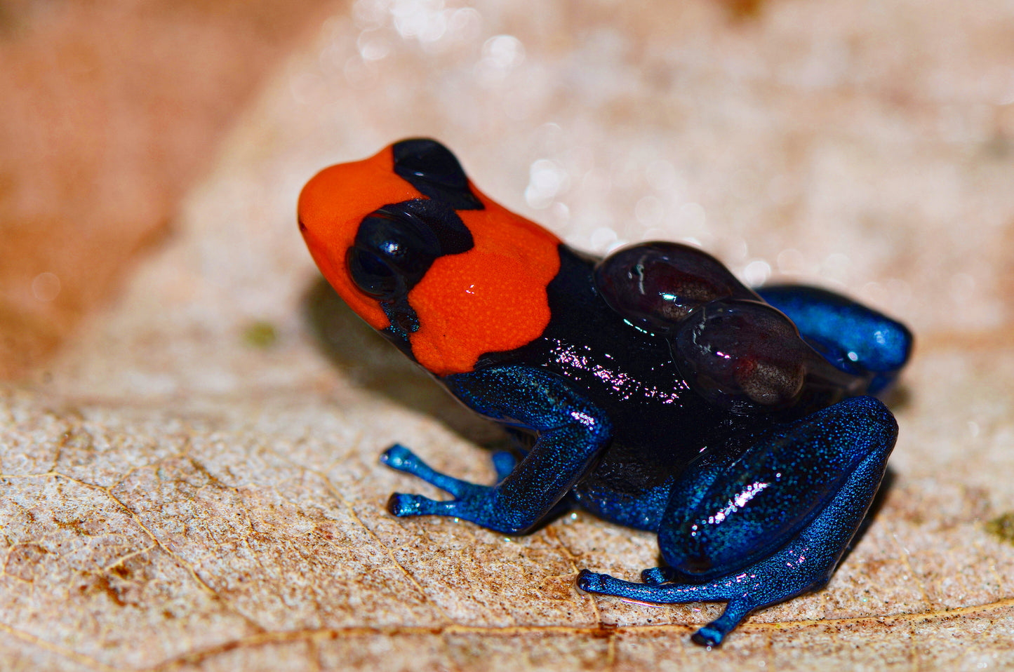 Ranitomeya benedicta "Pampa Hermosa"