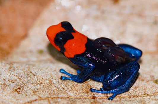 Ranitomeya benedicta "Pampa Hermosa"