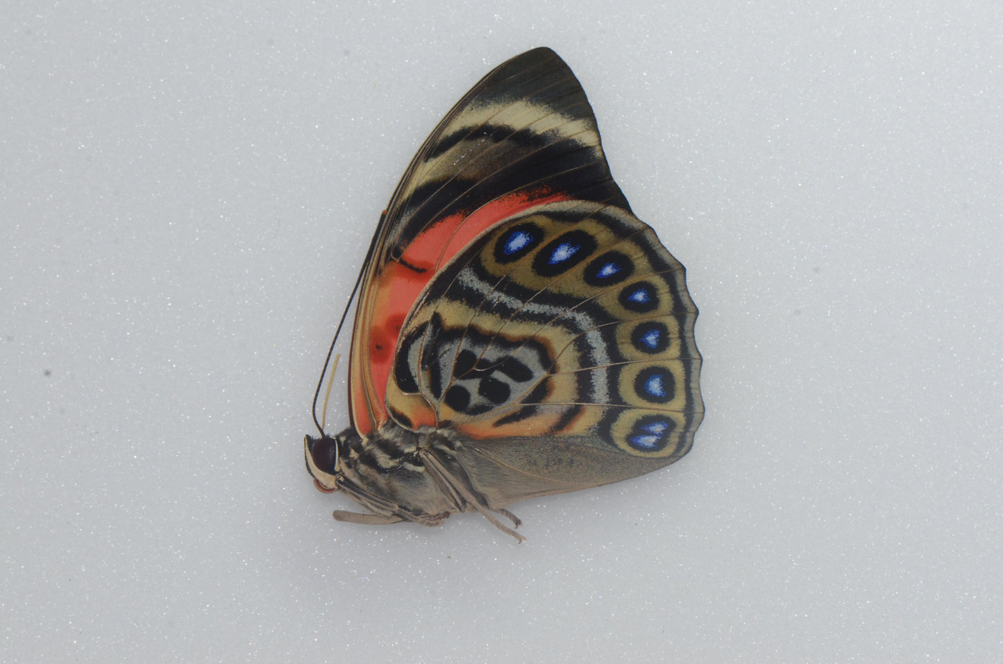 Agrias claudina lugens