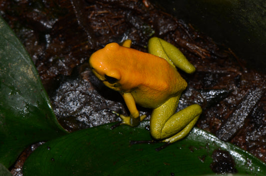 Phyllobates bicolor