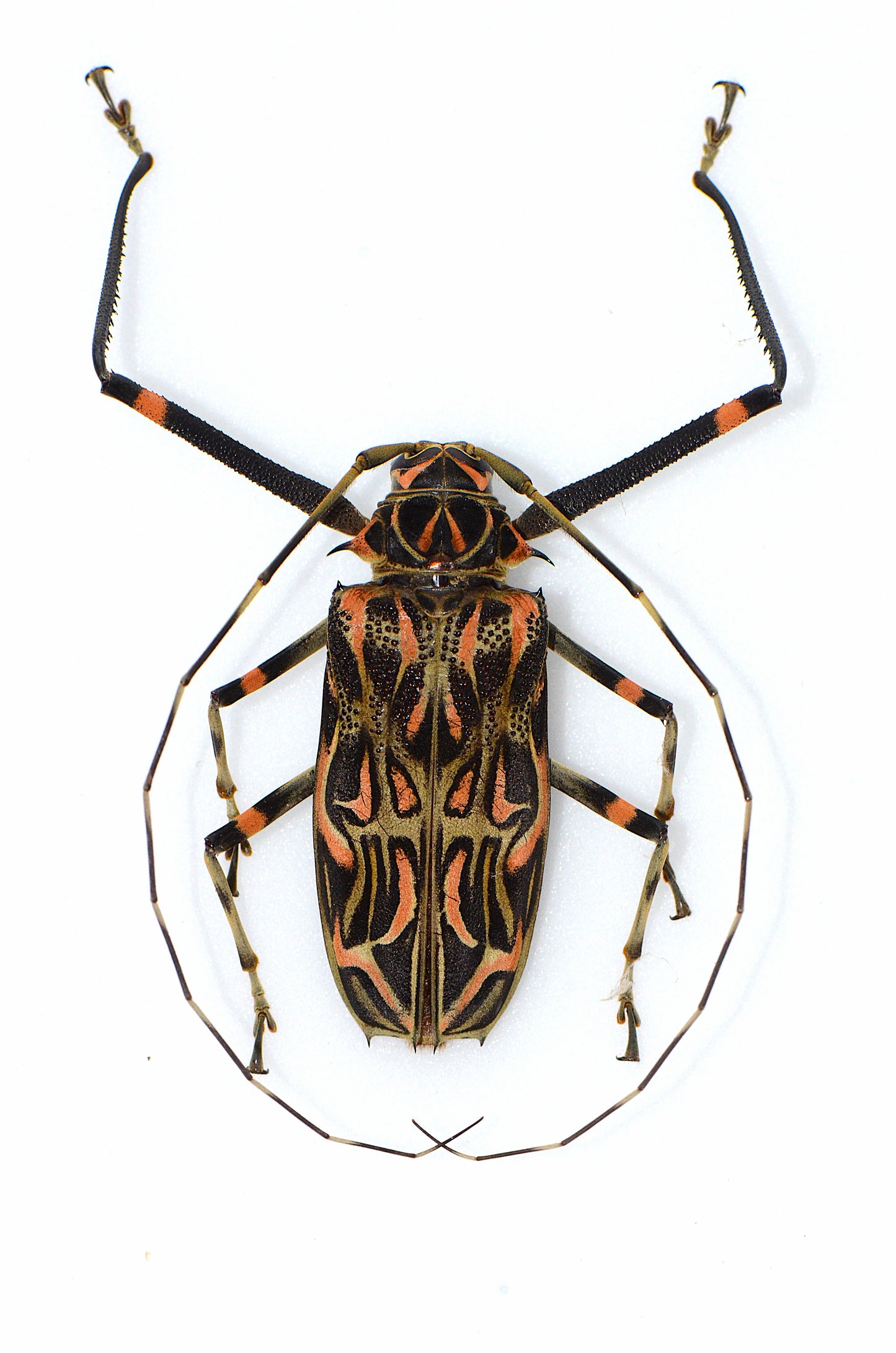 Acrocinus longimanus