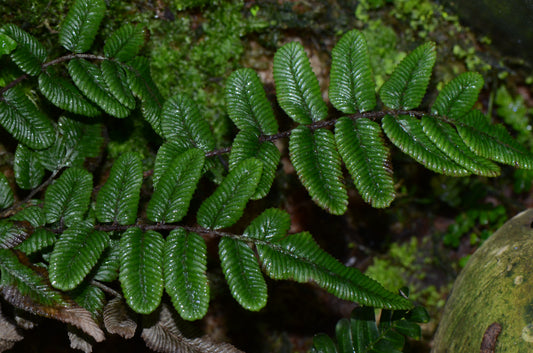 Danaea sp.  Northern Peru