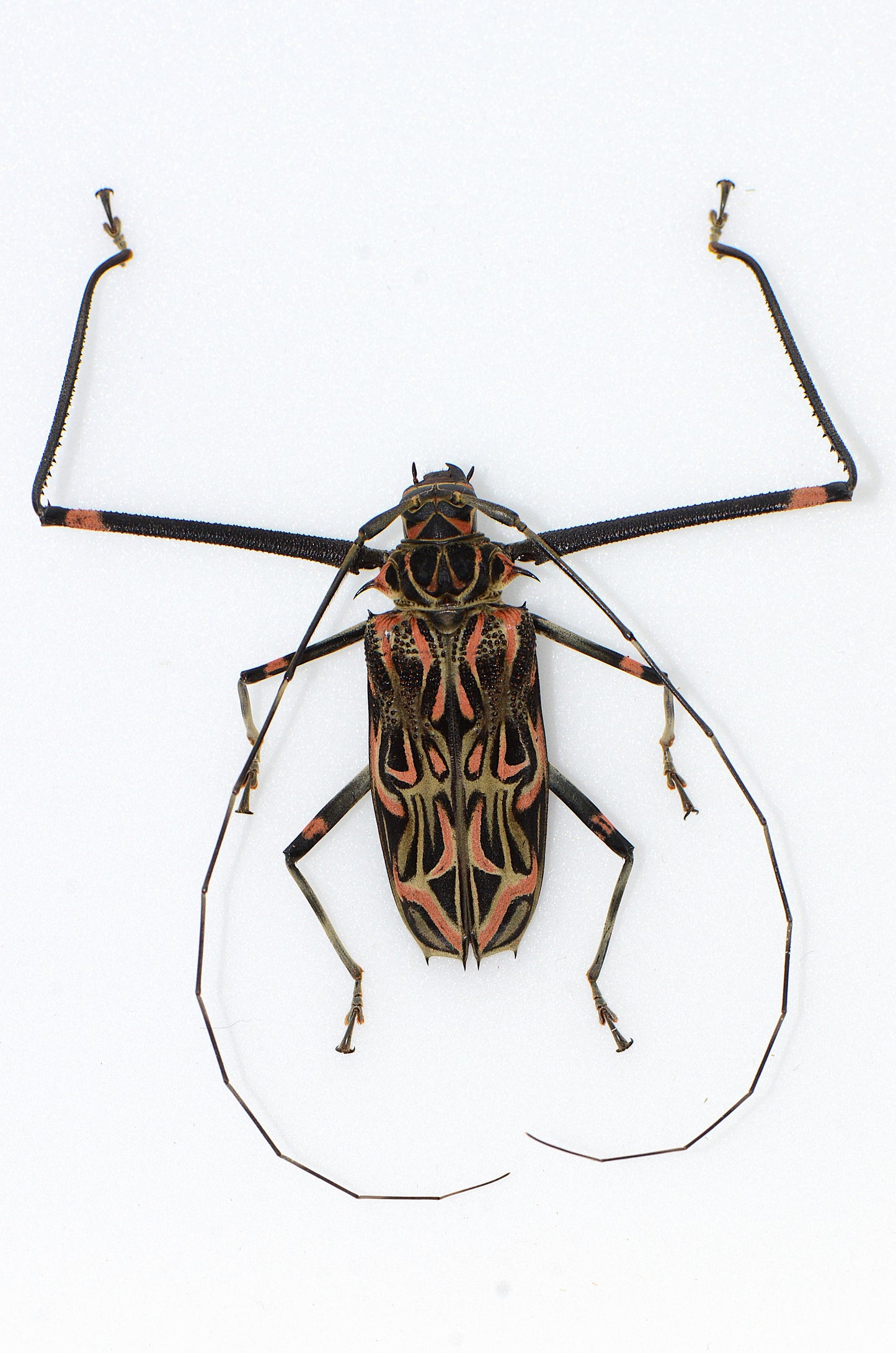 Acrocinus longimanus