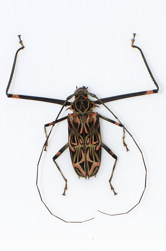 Acrocinus longimanus