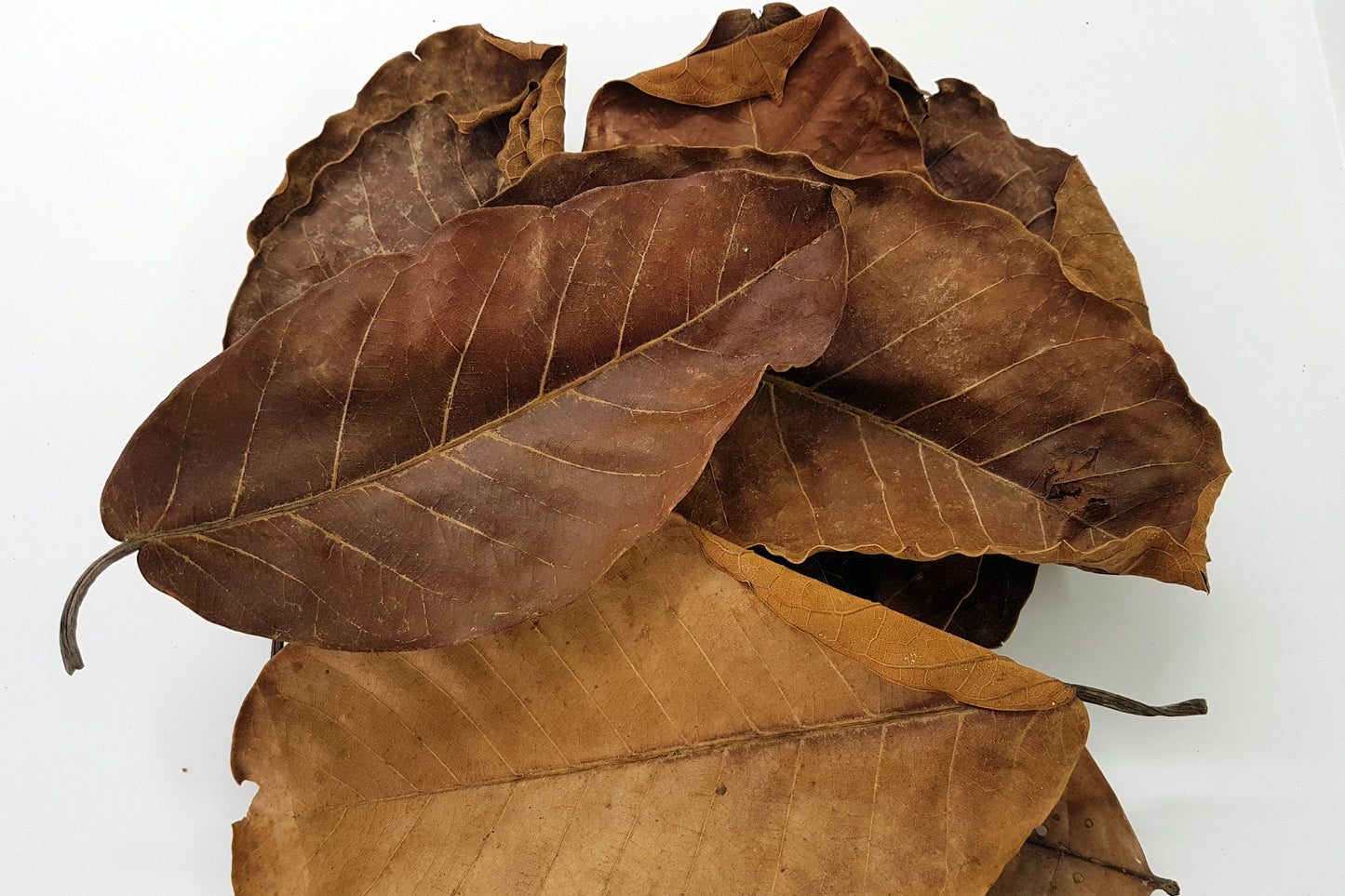 Guava leaves
