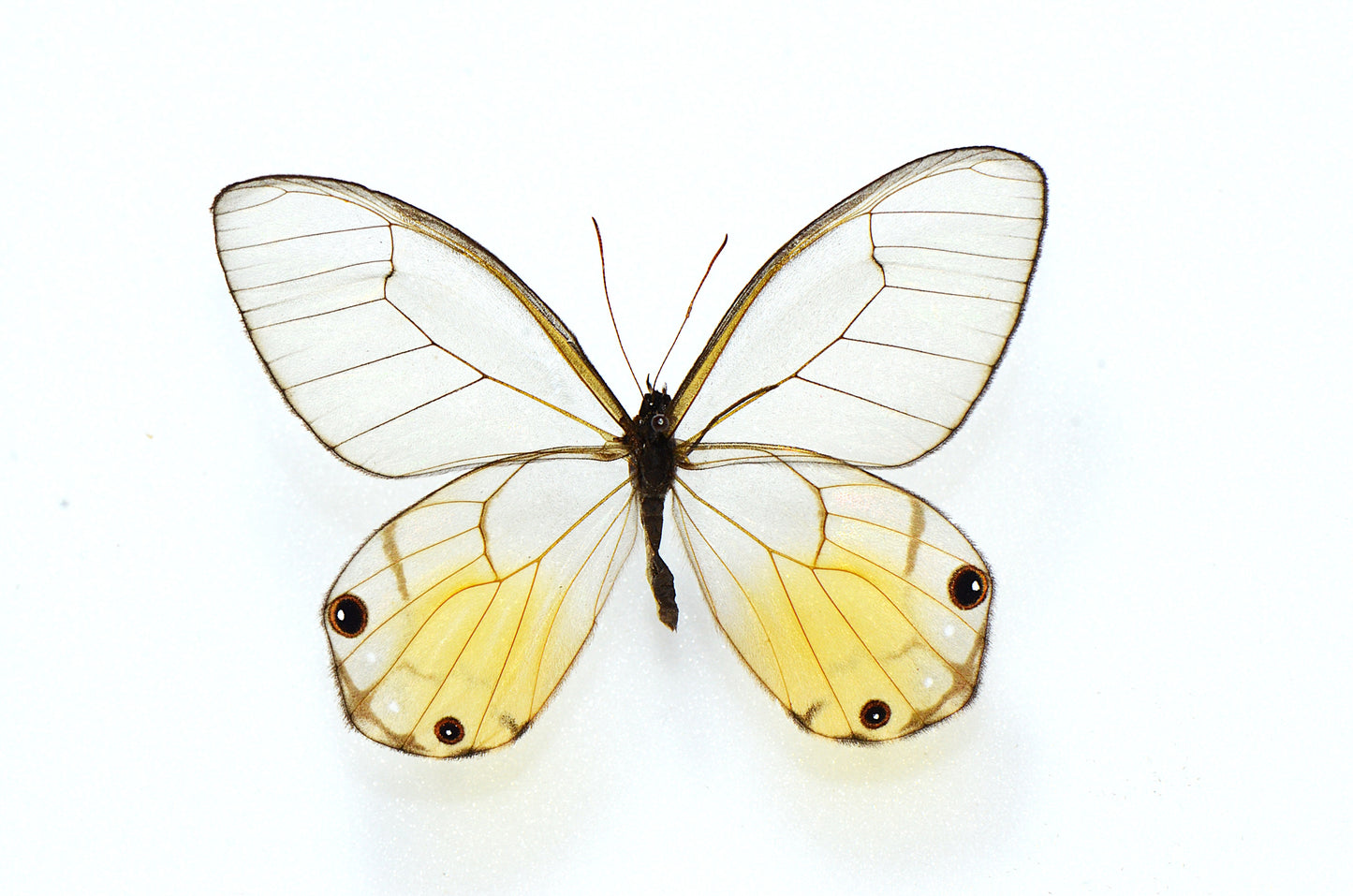 Hatera piera