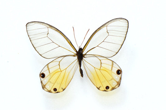 Hatera piera