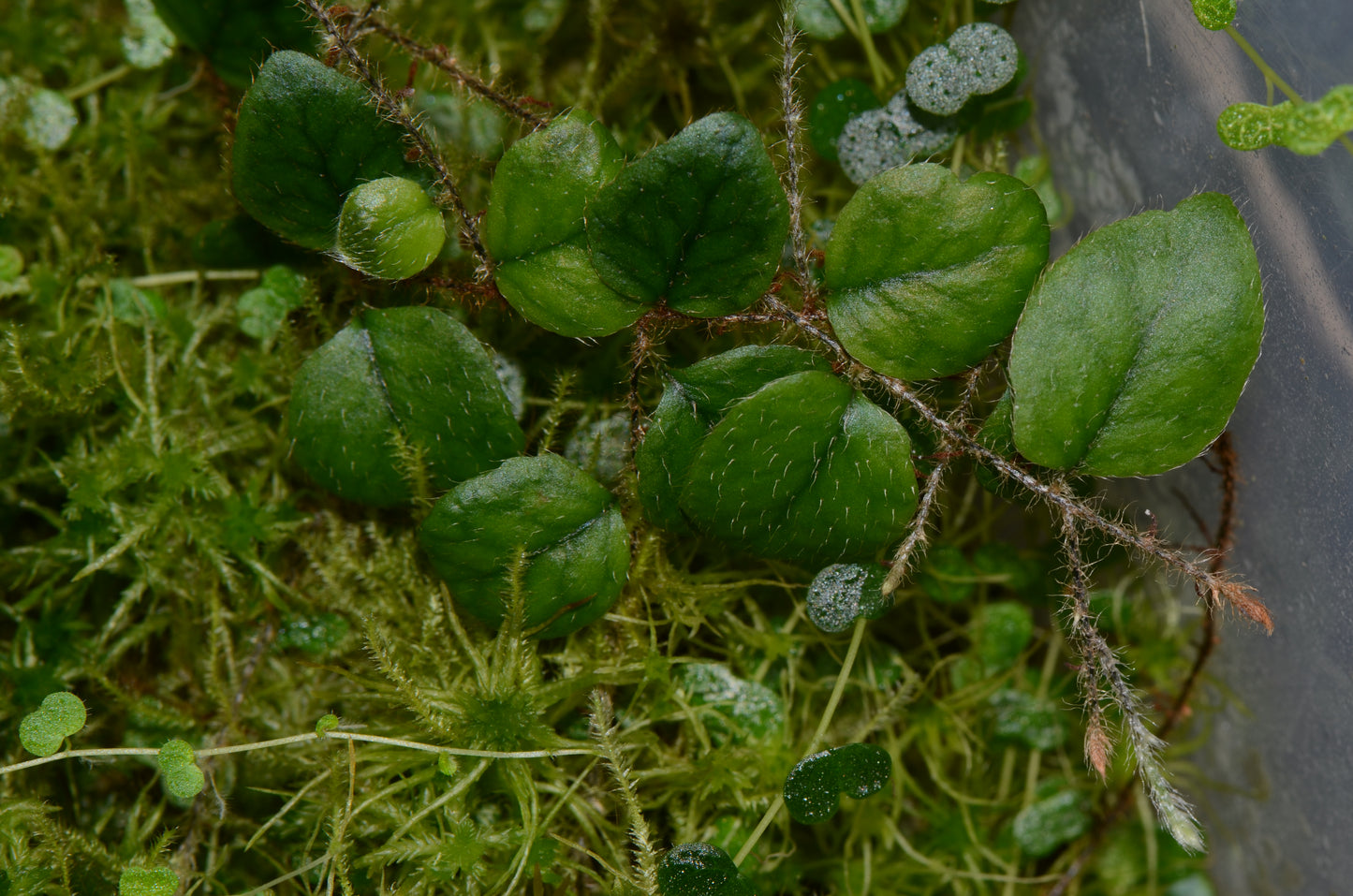 Microgramma ciliata