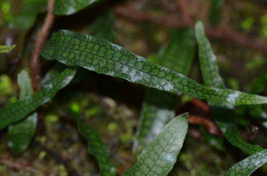 Microgramma aff lycopodioides "Ecuador"