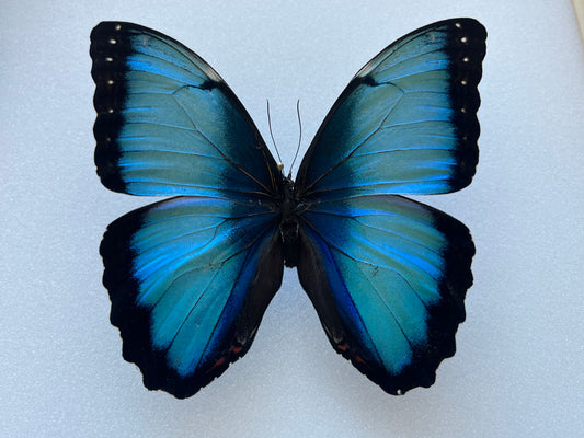 Morpho aff. deidamia