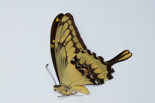 Papilio thoas