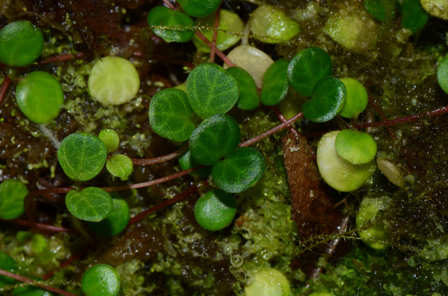 Peperomia aff. prostrata "Tarapoto"