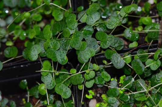 Peperomia emarginella