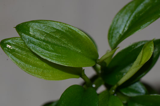 Philodendron "Mini Pteropus #3"