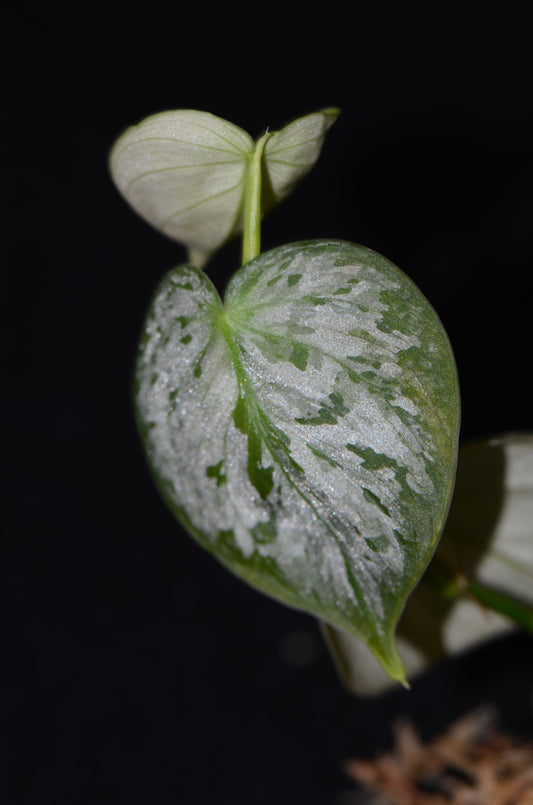 Philodendron sp.  Mottled Fitzcarraldo